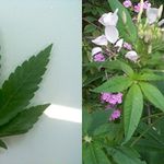 At left, our specimen taken from Union Square, at right, Cleome, which is often mistaken for marijuana. 